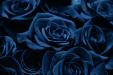 ROSE BLU